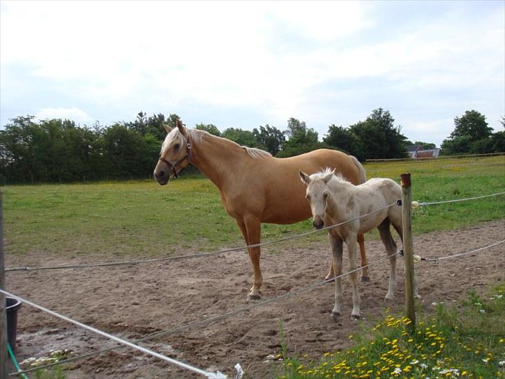 Palomino Gazia billede 6