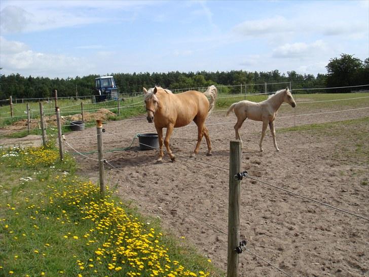 Palomino Gazia billede 7