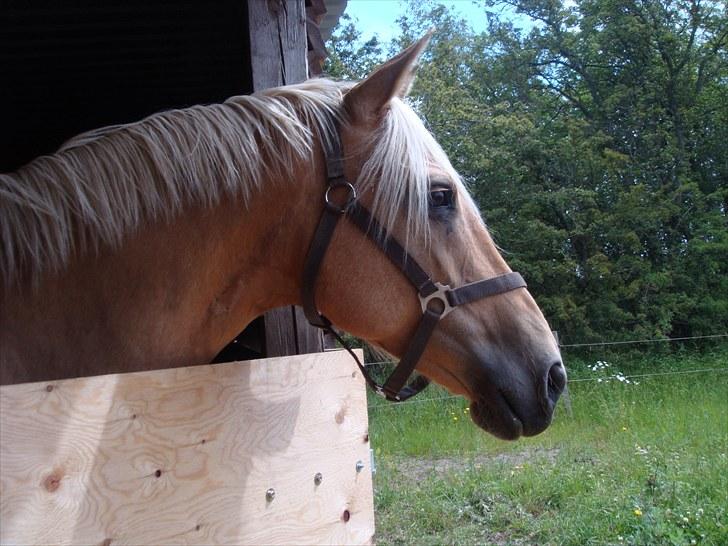 Palomino Gazia billede 8