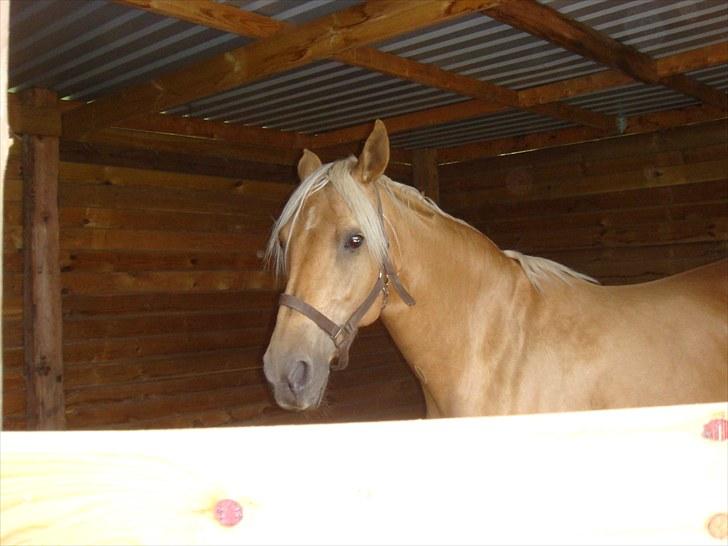 Palomino Gazia billede 9