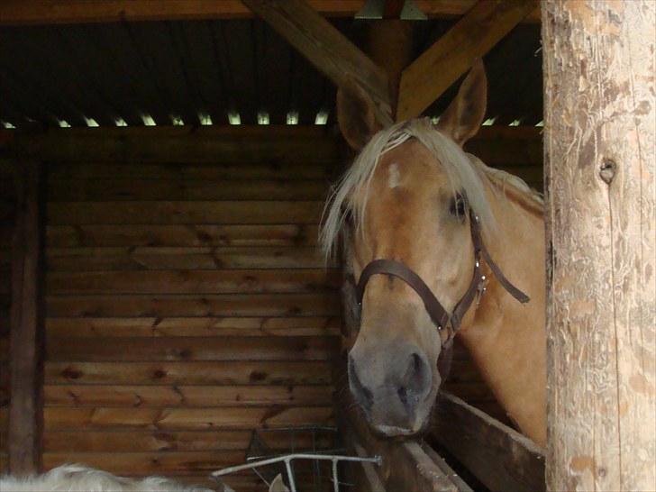 Palomino Gazia billede 10