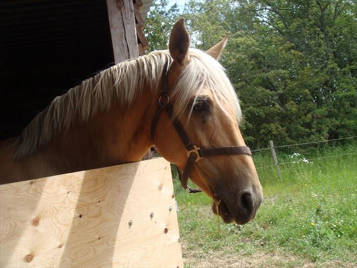 Palomino Gazia billede 11