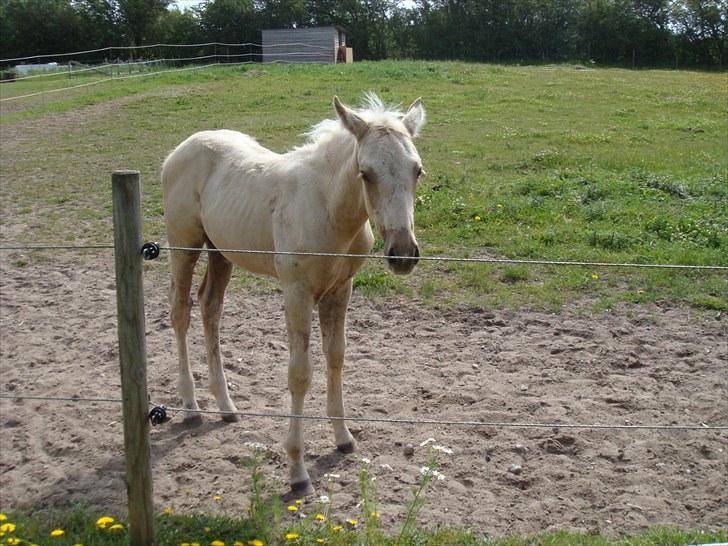 Palomino Amadeus billede 13