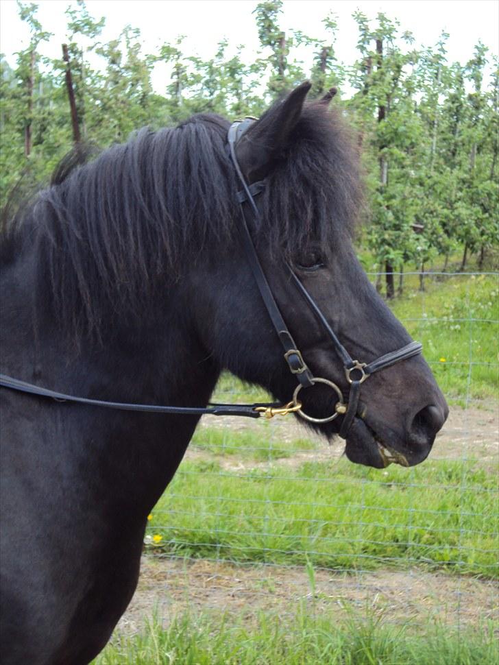 Islænder Hlynir Fra Gl. Essendrup billede 1