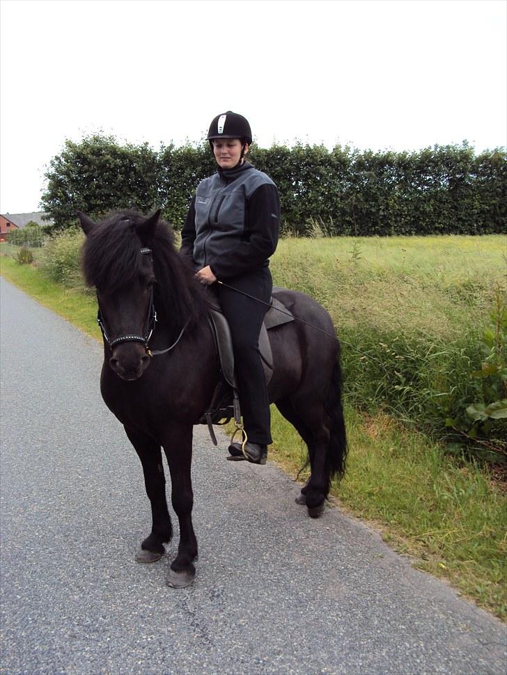 Islænder Hlynir Fra Gl. Essendrup - på en lille tur i skoven billede 2