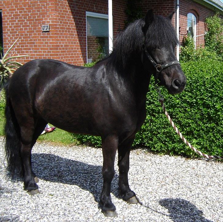 Islænder Hlynir Fra Gl. Essendrup - lige kommet hjem til fyn fra aalborg billede 3