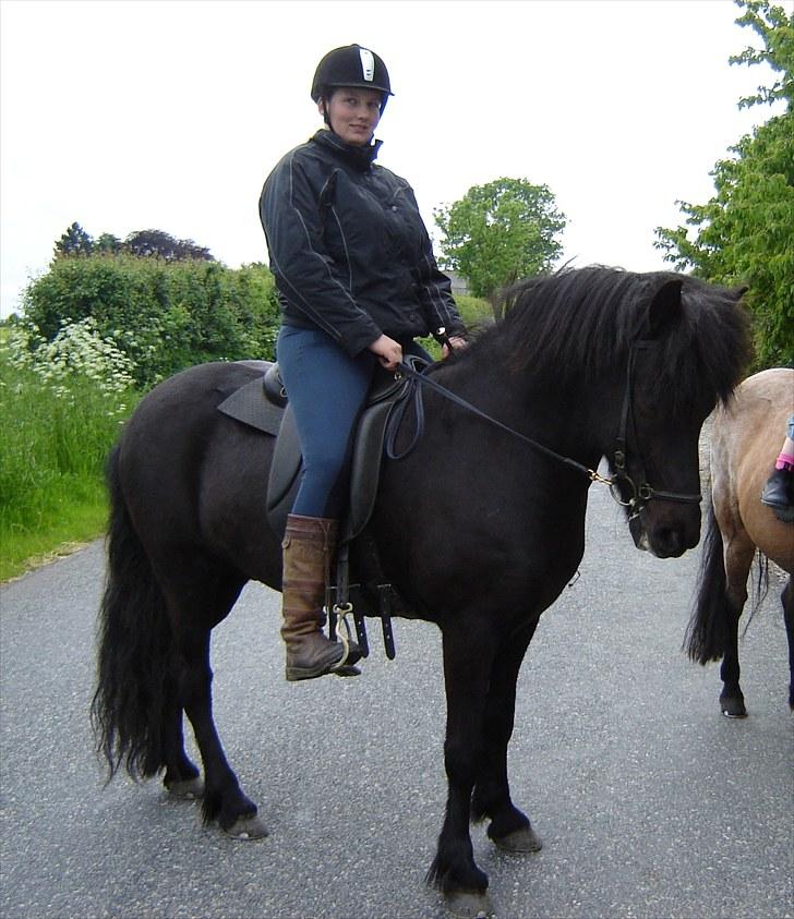 Islænder Hlynir Fra Gl. Essendrup - på tur igen billede 4
