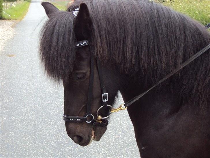 Islænder Hlynir Fra Gl. Essendrup billede 5