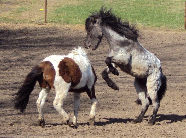 Islænder Faxi fra Rosenlund - leger hingsteleg med kammerat Plet, forår 10 billede 1