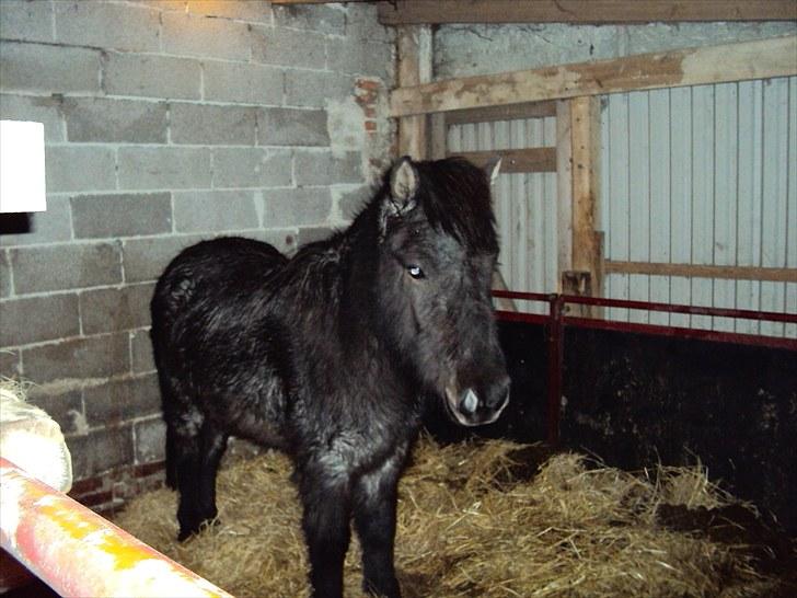 Islænder Faxi fra Rosenlund - meget våd hest efter snestorm, vinter 09 billede 2
