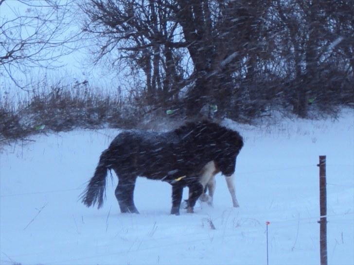 Islænder Faxi fra Rosenlund - med plet i snestorm . 09 billede 3