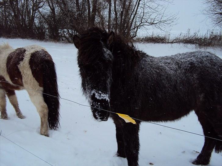 Islænder Faxi fra Rosenlund - en vinterdag 09/10 billede 4
