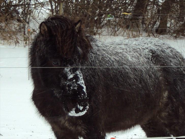 Islænder Faxi fra Rosenlund - meget fyldt med sne :) billede 5