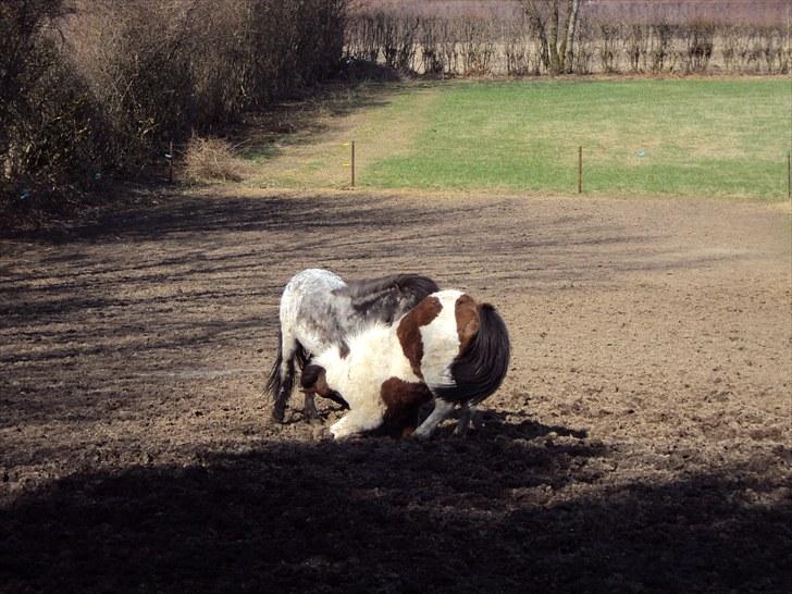 Islænder Faxi fra Rosenlund - leger lidt vildt .. billede 6