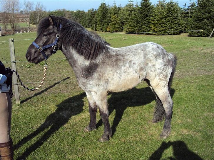 Islænder Faxi fra Rosenlund - ude og gå i snor .. april 10. billede 8