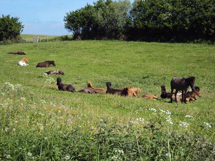 Islænder Faxi fra Rosenlund - på hingstefold med 18 andre drenge. juni 10. billede 9