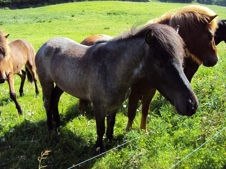 Islænder Faxi fra Rosenlund - hingstefold juni 10 billede 10