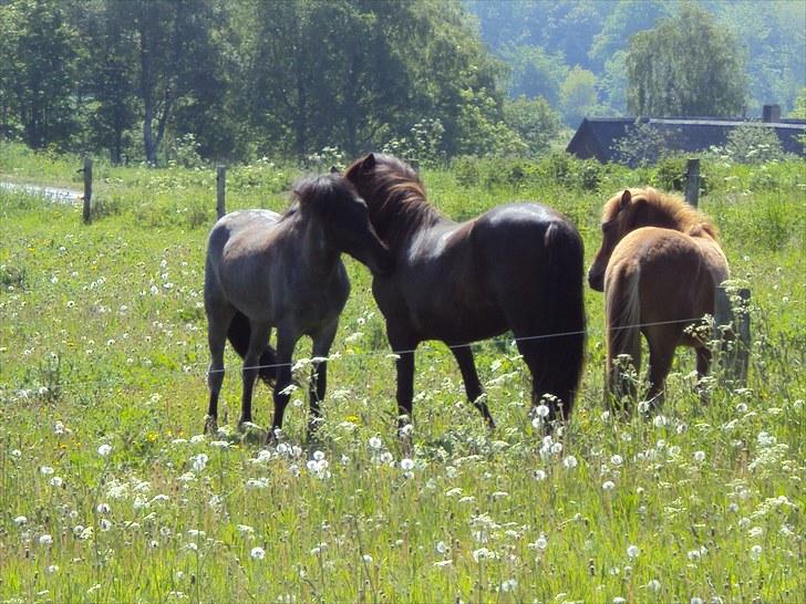 Islænder Faxi fra Rosenlund - hingstefold juni 10 billede 11