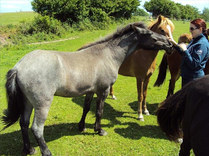 Islænder Faxi fra Rosenlund - heeeeej moar , har du flere gulerødder :) hingstefold juni 10 billede 12