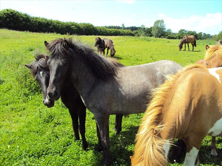 Islænder Faxi fra Rosenlund - hingstefold juni 10 billede 13