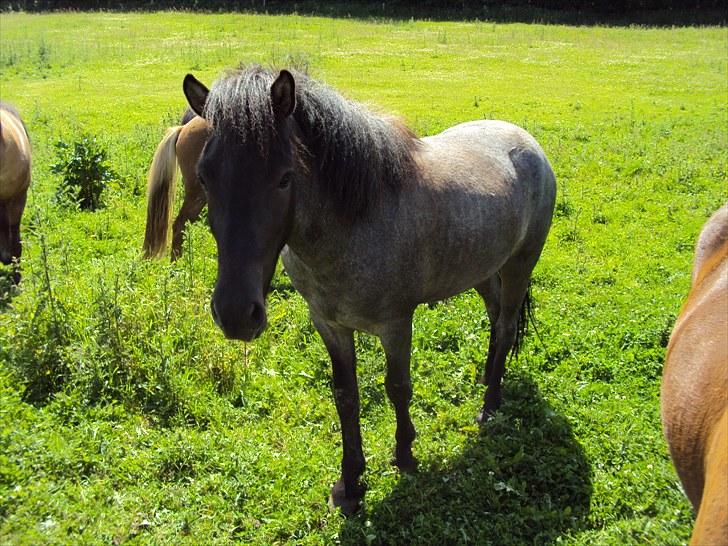 Islænder Faxi fra Rosenlund - hingstefold juni 10 billede 14