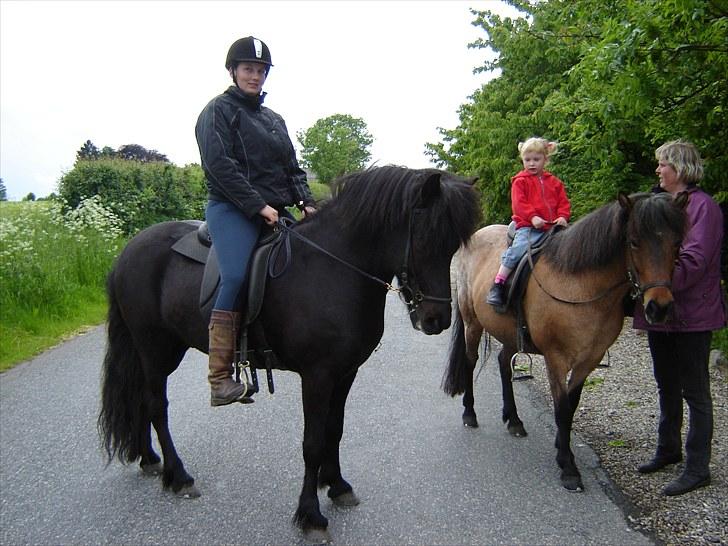 Islænder Hlynir Fra Gl. Essendrup - har været ude og ride tur med mor, lille steffanie fik lige en tur på bjørk  billede 8