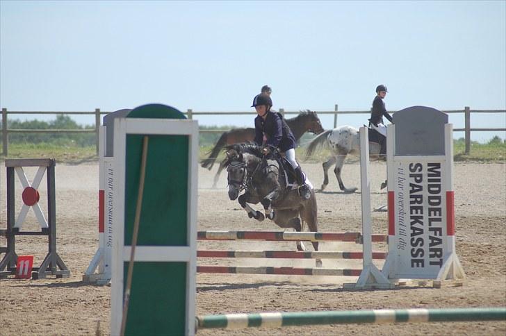 Dartmoor Innis Jerry SOLGT  - Foto taget  af. Katja ahrenfeldt billede 11
