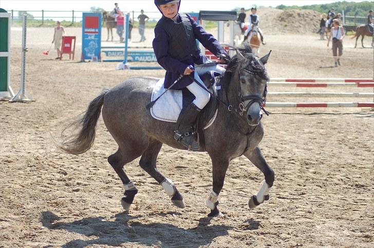 Dartmoor Innis Jerry SOLGT  - foto taget af. Katja Ahrenfeldt billede 12
