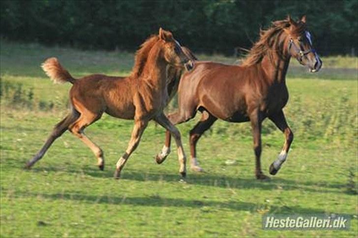 Arabisk fuldblod (OX) Salah al-Din billede 20