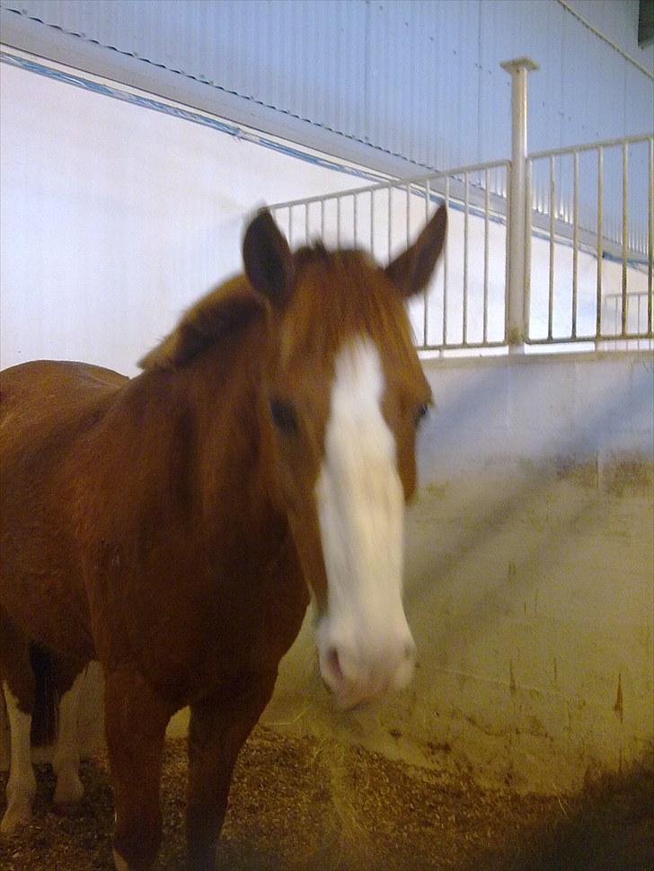 Anden særlig race Stitch - Velkommen til Stitch profil. billede 1