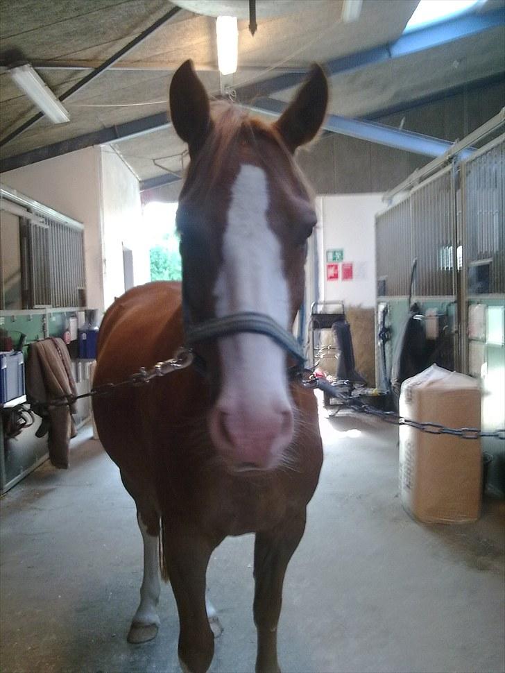 Anden særlig race Stitch billede 2