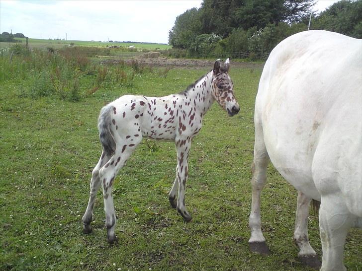 Knabstrupper Thrysøe´s Star born solgt billede 2