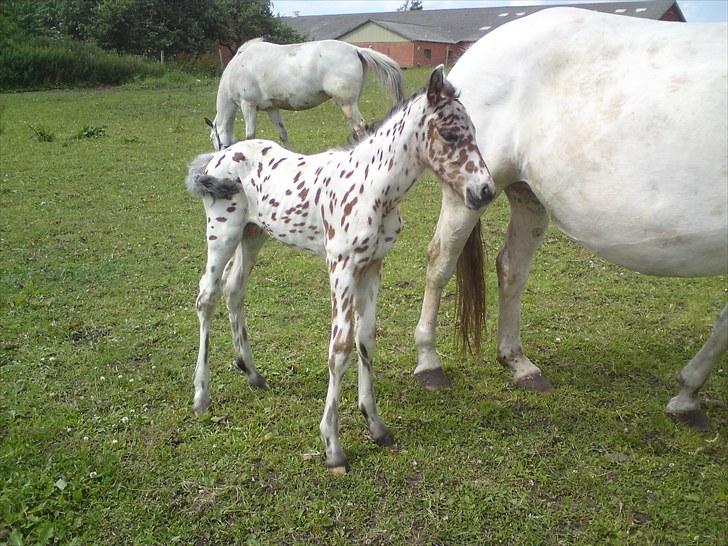 Knabstrupper Thrysøe´s Star born solgt billede 3