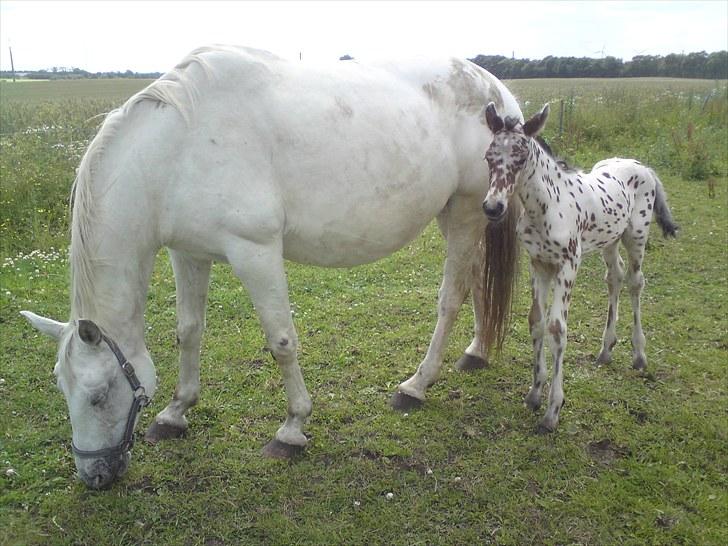 Knabstrupper Thrysøe´s Star born solgt billede 4