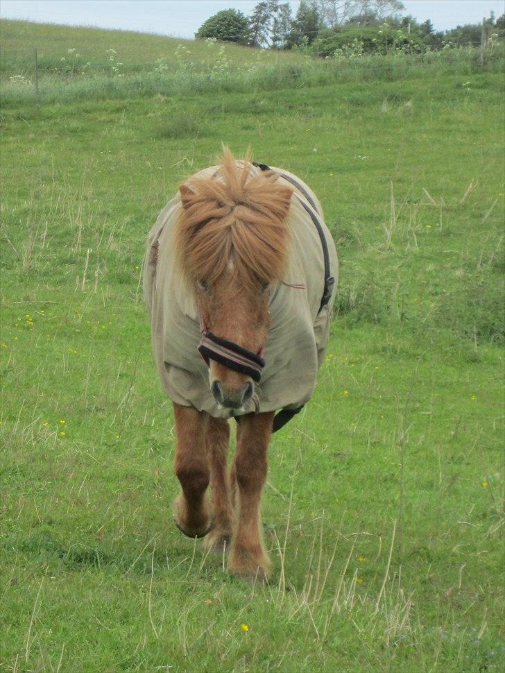 Islænder Hlín (kusines) -Flyttet- billede 20