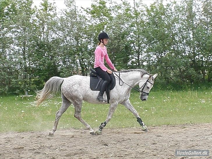 Arabisk fuldblod (OX) Faytima(solgt) - dressur (´: billede 3