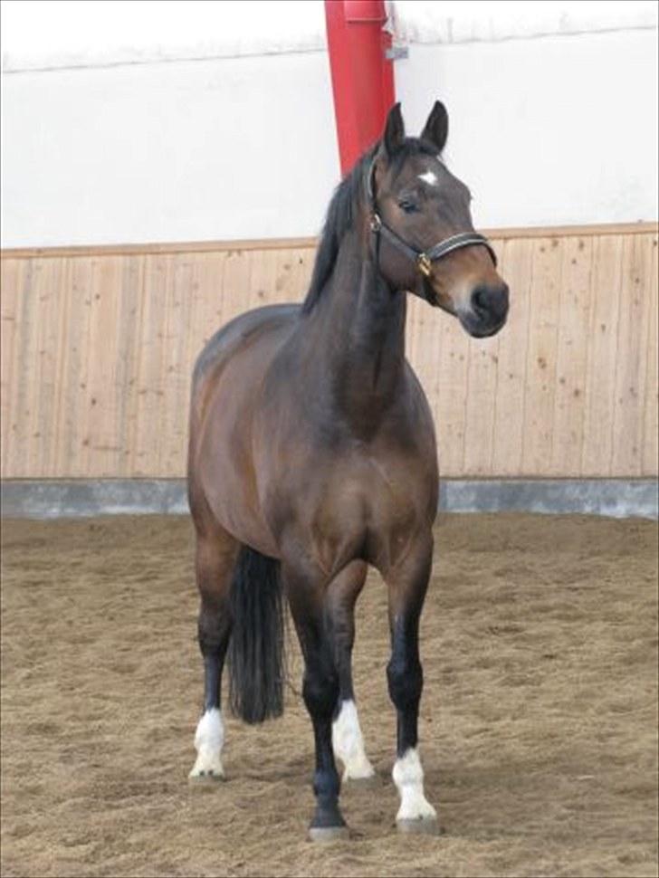 Dansk Varmblod Tobi billede 7