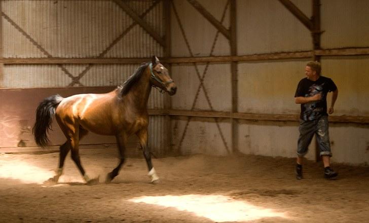 Dansk Varmblod Tobi billede 14