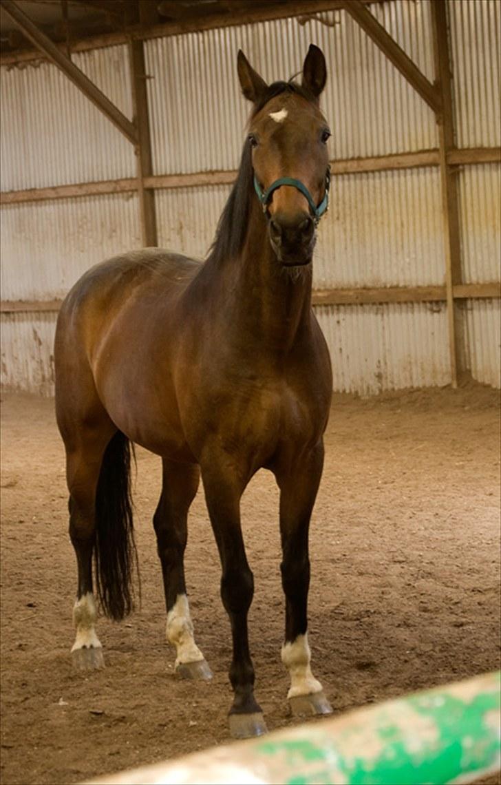 Dansk Varmblod Tobi billede 13