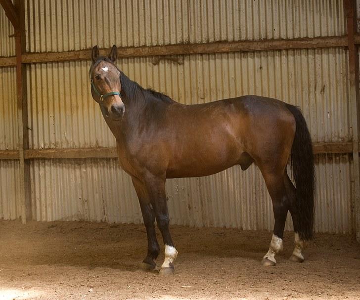 Dansk Varmblod Tobi billede 15