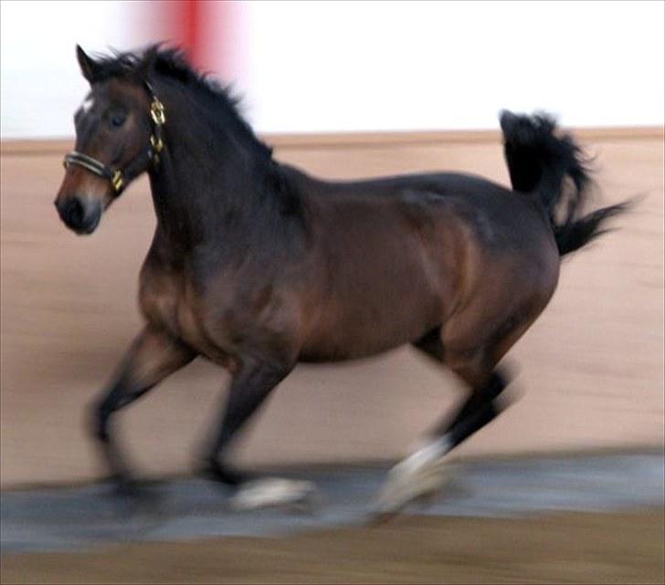 Dansk Varmblod Tobi billede 8