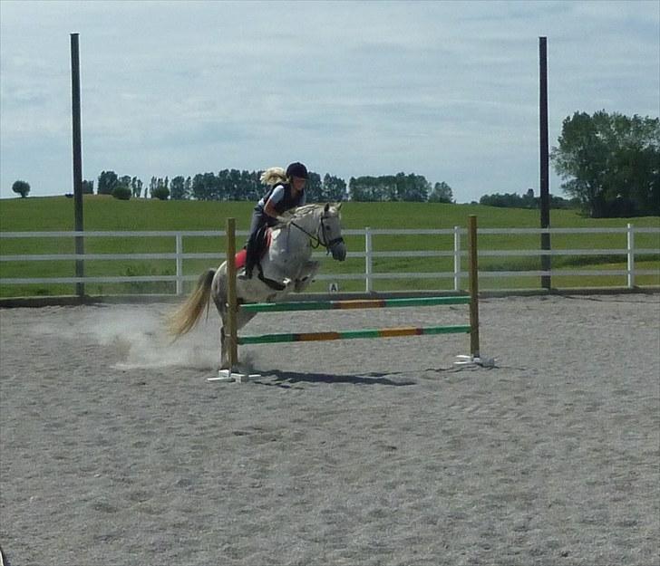 Anden særlig race Dezdeztina *låne Solgt* - 8 juli 2010 Foto: John Thorkildsen billede 18