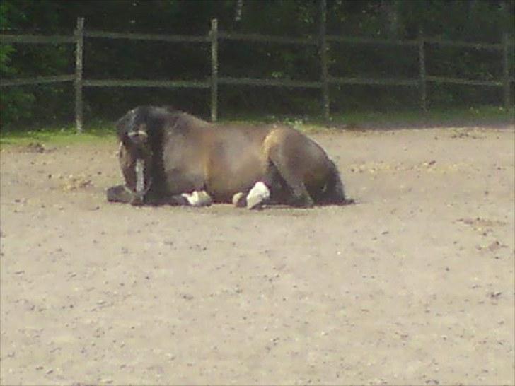 Anden særlig race Millenium Pride - når man bliver lidt træt!:´)<3. billede 13