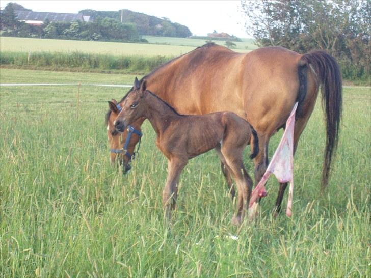 Arabisk fuldblod (OX) Mechta Solgt til opdrætteren. - Mechta folede 9/7 10 billede 8