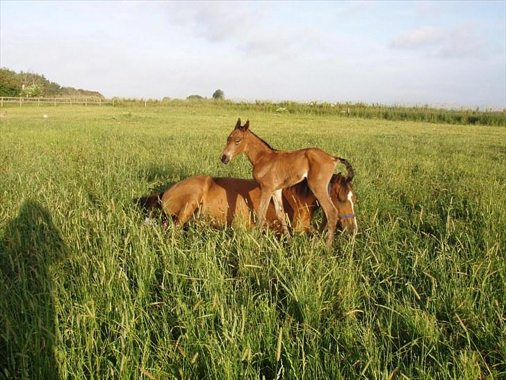 Arabisk fuldblod (OX) Mechta Solgt til opdrætteren. - Barnet var hurtigt på benene billede 9