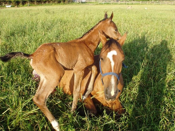 Arabisk fuldblod (OX) Mechta Solgt til opdrætteren. - Op lille Mor. 9/7 kl.0523 billede 10