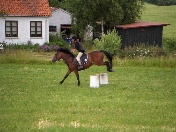 Anden særlig race Maddie "solgt" - Springer 1gang på hende der hjemme (: billede 6