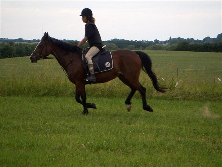 Anden særlig race Maddie "solgt" - Lidt mere galop ud over markerne (: billede 7