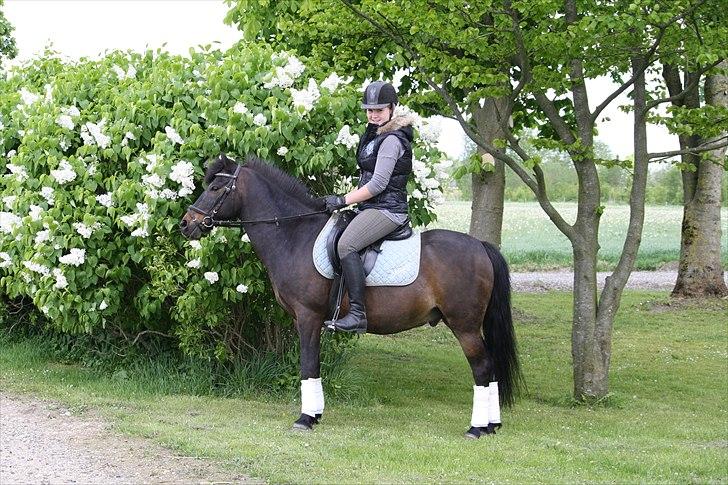 Anden særlig race skipper *Pensioneret - skipper 20/5 2011. 19 år gammel :)  billede 17