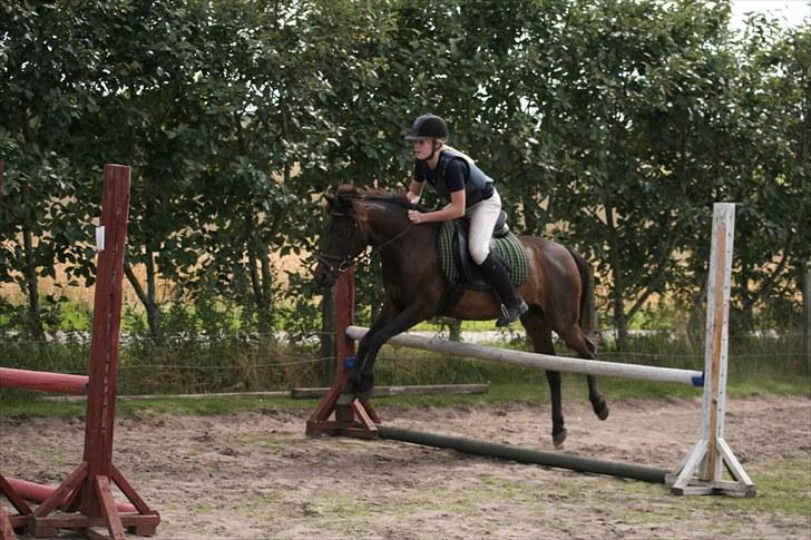 Anden særlig race skipper *Pensioneret - ridelejr 2007 billede 18